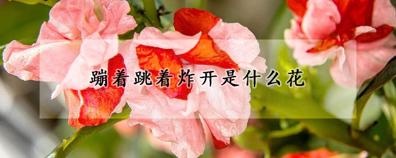 蹦著跳著炸開是什麼花