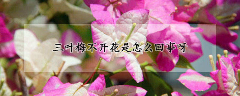 三葉梅不開花是怎麼回事呀