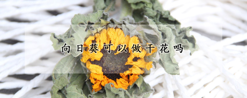 向日葵可以做幹花嗎