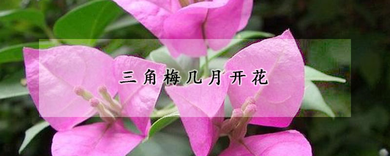 三角梅幾月開花