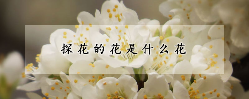 探花的花是什麼花