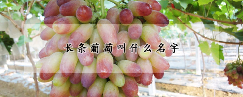 長條葡萄叫什麼名字