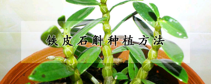 鐵皮石斛種植方法