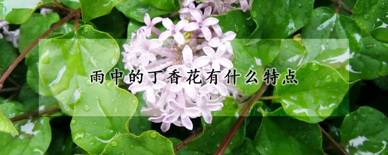 雨中的丁香花有什麼特點