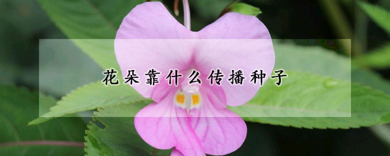 花朵靠什麼傳播種子