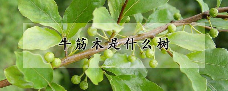 牛筋木是什麼樹