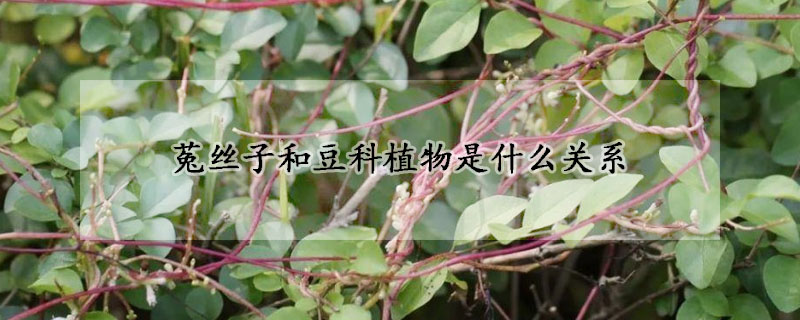 菟絲子和豆科植物是什麼關係