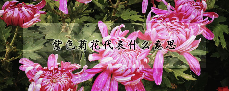 紫色菊花代表什麼意思