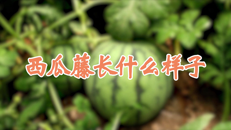 西瓜藤長什麼樣子