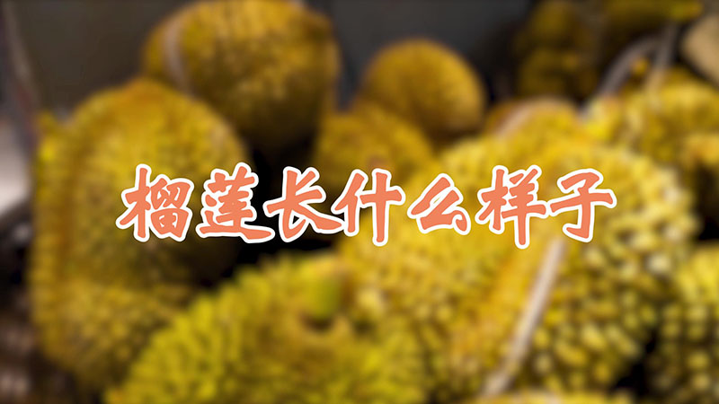 榴蓮長什麼樣子