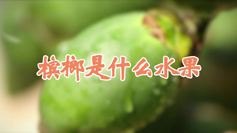 檳榔是什麼水果