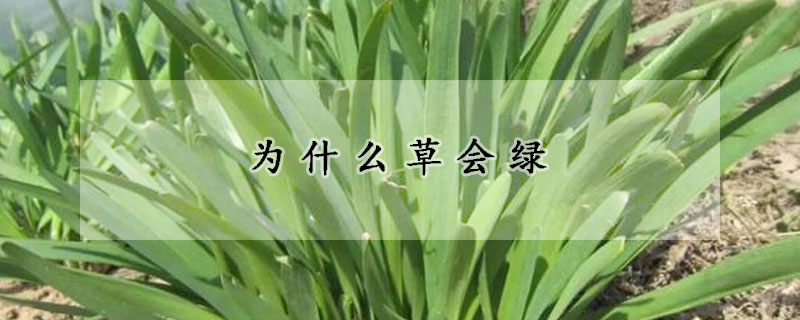 為什麼草會綠