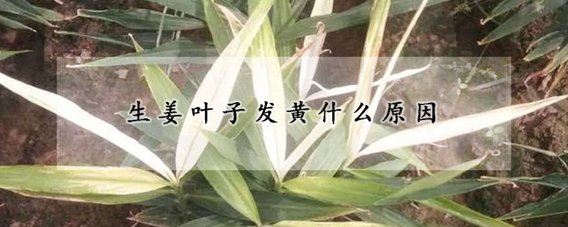 生薑葉子發黃什麼原因