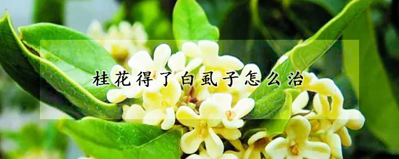 桂花得了白虱子怎麼治