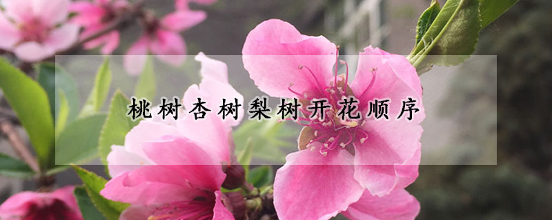 桃樹杏樹梨樹開花順序