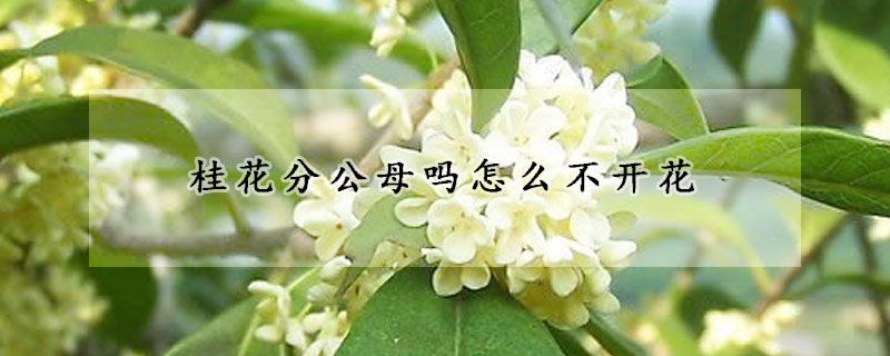 桂花分公母嗎怎麼不開花