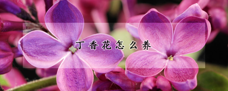 丁香花怎麼養