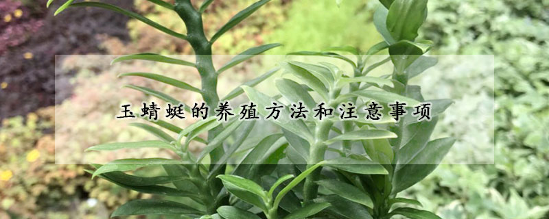 玉蜻蜓的養殖方法和注意事項