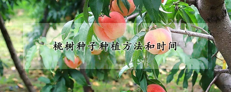 桃樹種子種植方法和時間