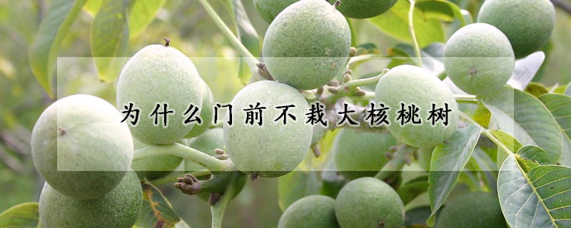 為什麼門前不栽大核桃樹