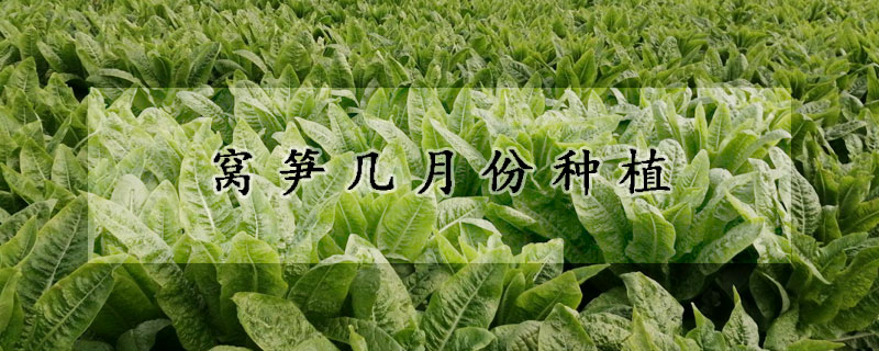 窩筍幾月份種植