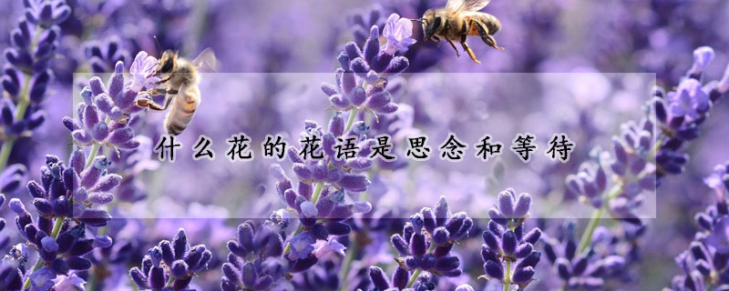 什麼花的花語是思念和等待