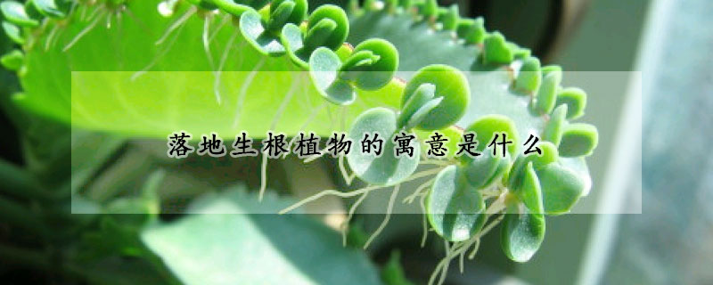 落地生根植物的寓意是什麼