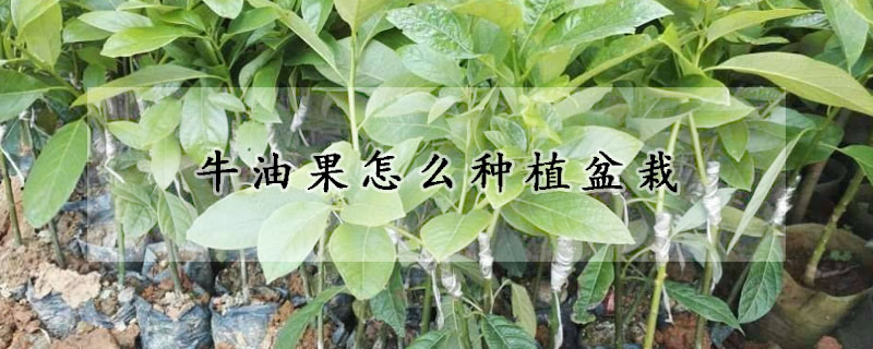 牛油果怎麼種植盆栽