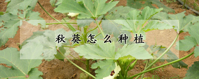 秋葵怎麼種植