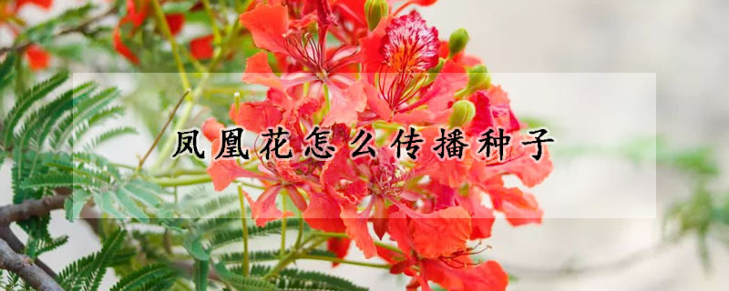 鳳凰花怎麼傳播種子