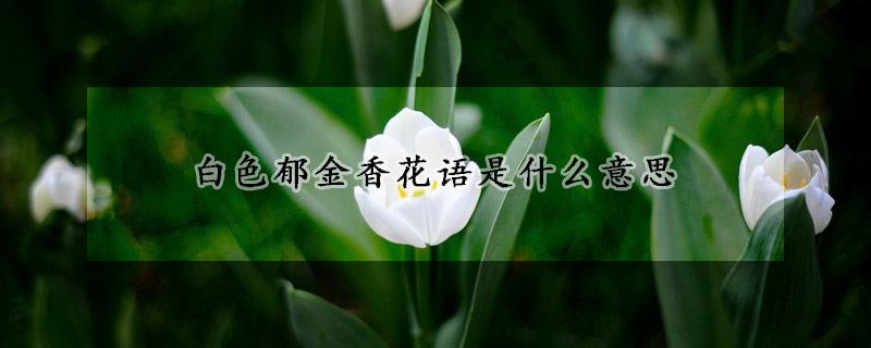 白色鬱金香花語是什麼意思