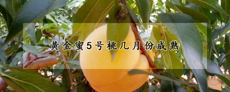 黃金蜜5號桃幾月份成熟