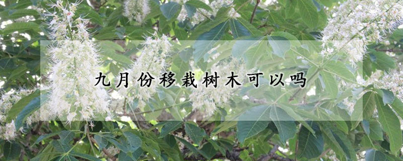 九月份移栽樹木可以嗎