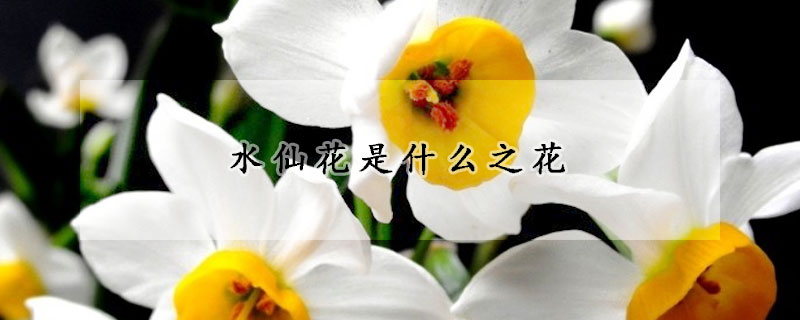 水仙花是什麼之花