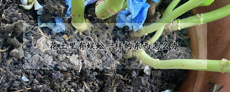 花土裏有蜈蚣一樣的東西怎麼辦