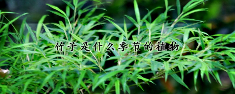 竹子是什麼季節的植物