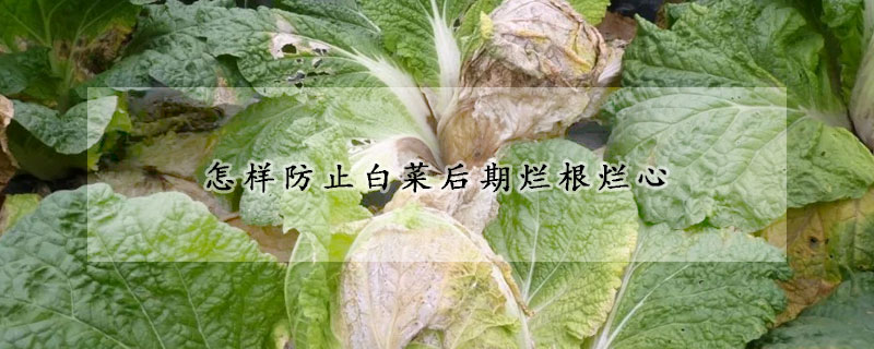 怎樣防止白菜後期爛根爛心