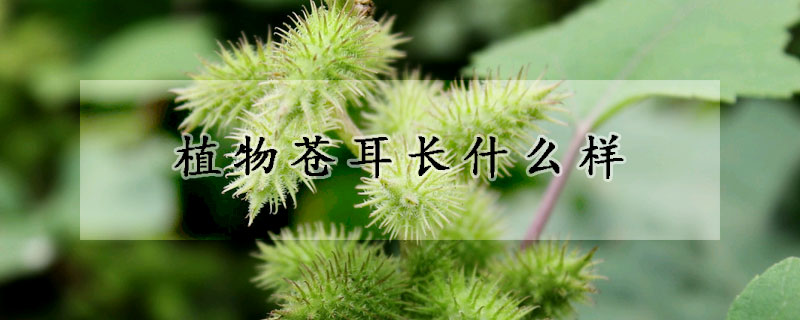 植物蒼耳長什麼樣