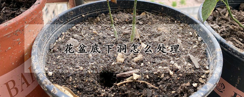 花盆底下洞怎麼處理