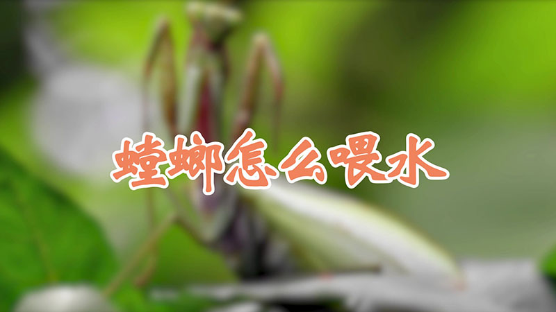 螳螂怎麼喂水