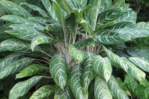 7種適合臥室養的植物 臥室適合養的綠植