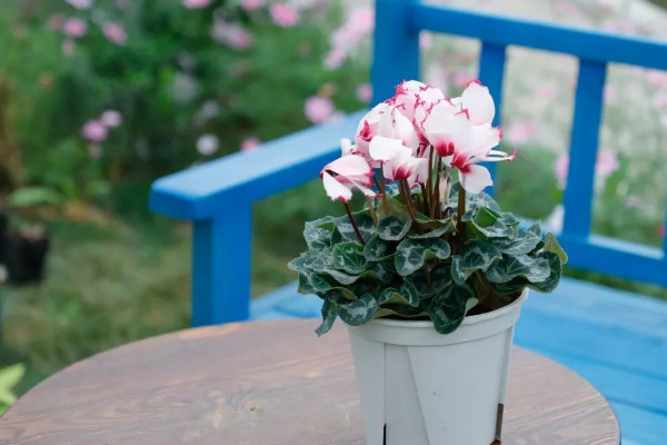 陽台養十種花最好旺財 陽台放什麼花最旺財