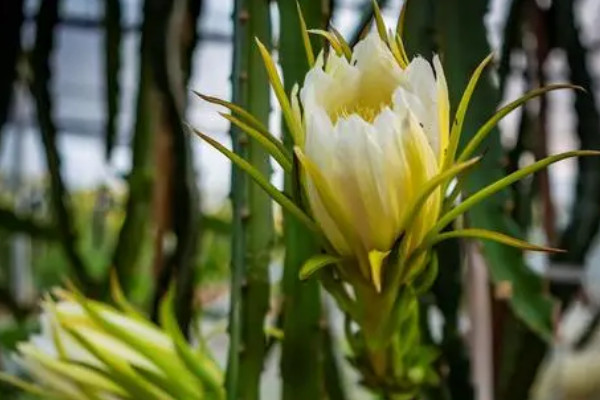 龍骨花開花圖片大全 龍骨花是什麼樣子