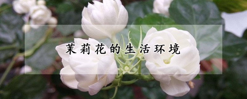 茉莉花的生活環境