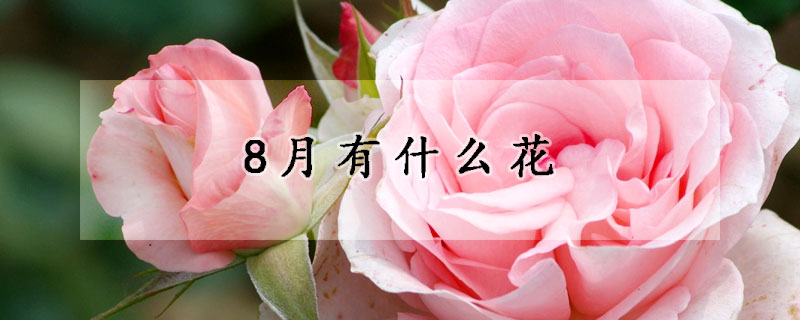 8月有什麼花