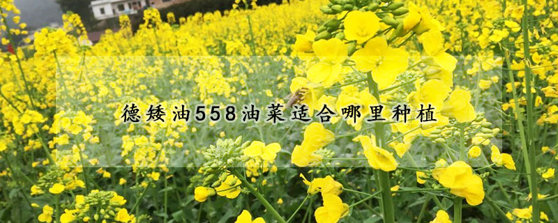 德矮油558油菜適合哪裏種植