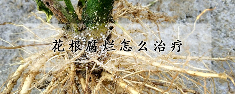 花根腐爛怎麼治療