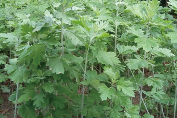 種什麼花草可以驅蚊驅蟲