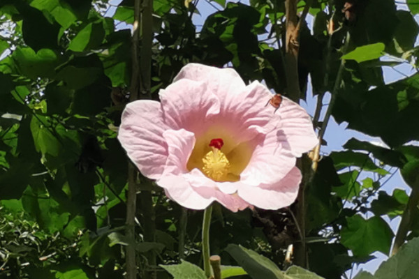 九月開什麼花