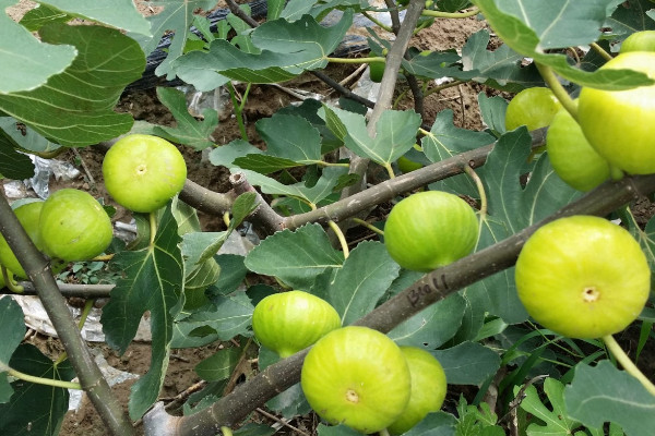 無花果風水 無花果風水寓意